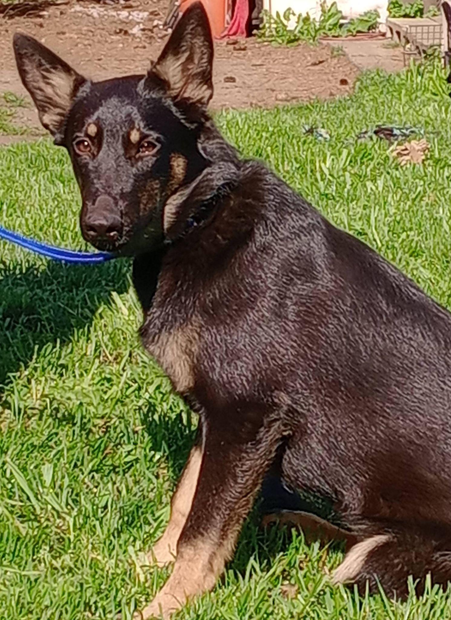 Echo, ADOPTABLE, Young Female German Shepherd Dog.