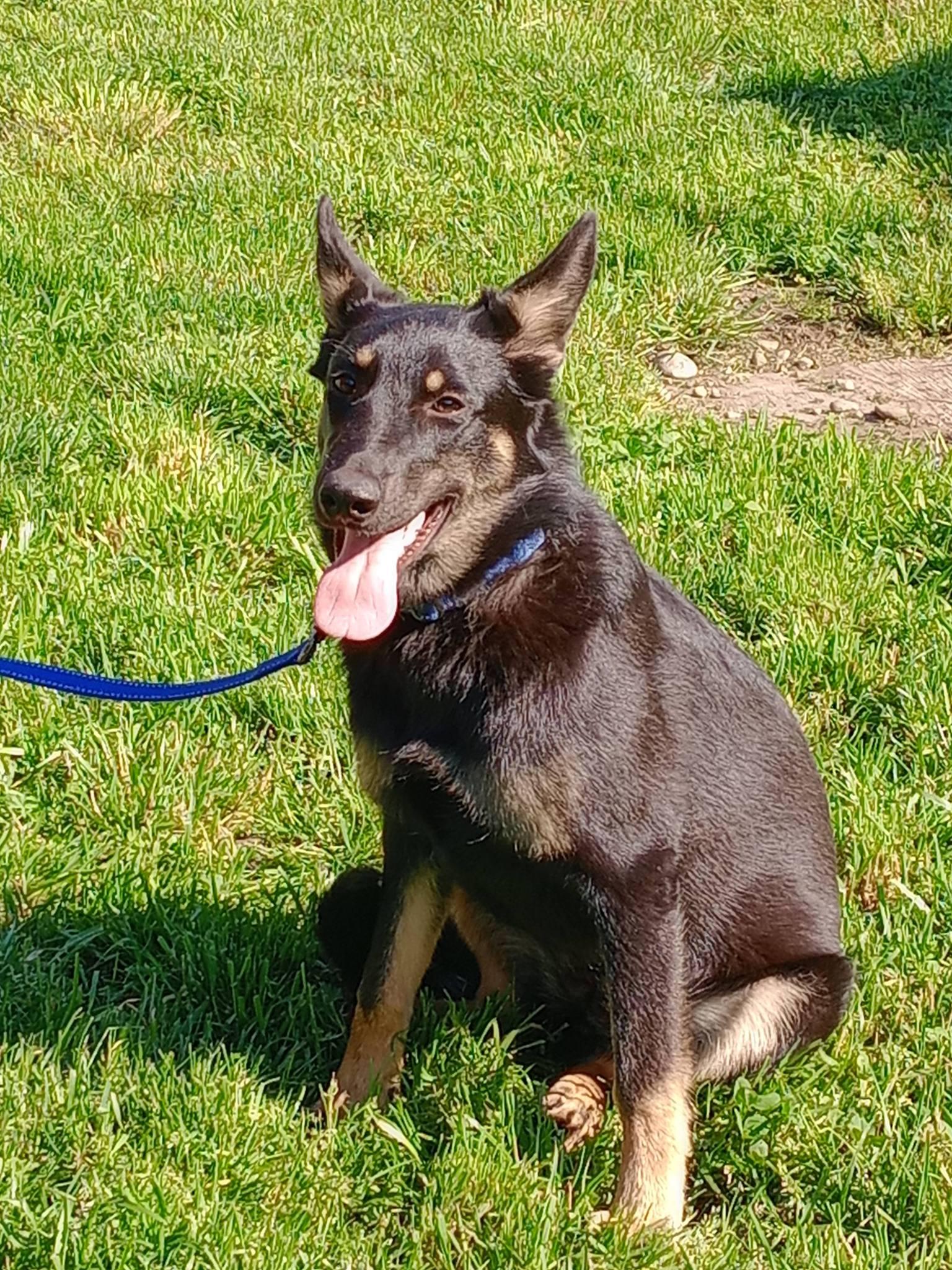 Enlarge Echo, a ADOPTABLE mixed breed in Rochester, WA image 5/5