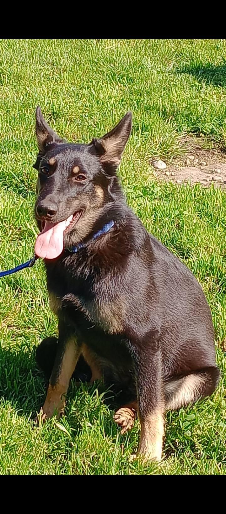 Enlarge Echo, a ADOPTABLE mixed breed in Rochester, WA image 4/5