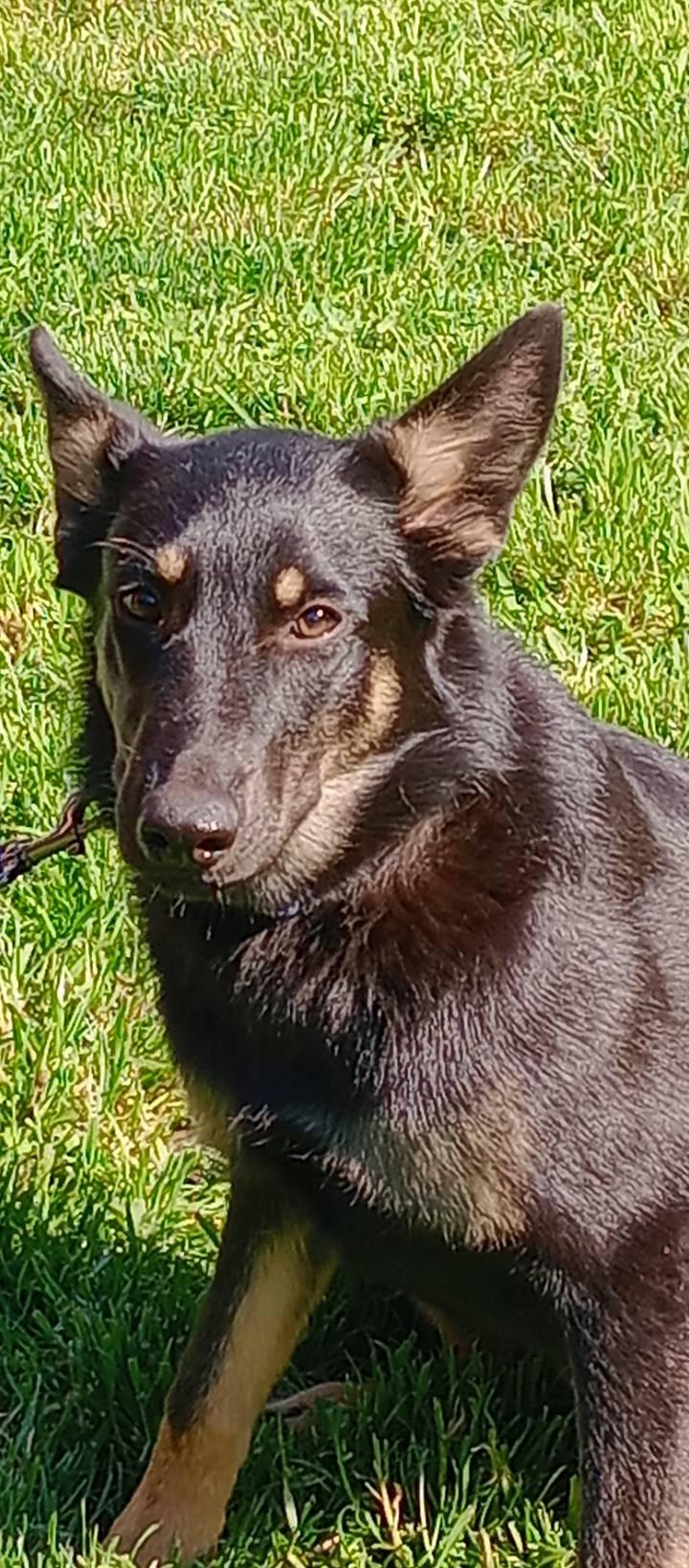 Enlarge Echo, a ADOPTABLE mixed breed in Rochester, WA image 3/5