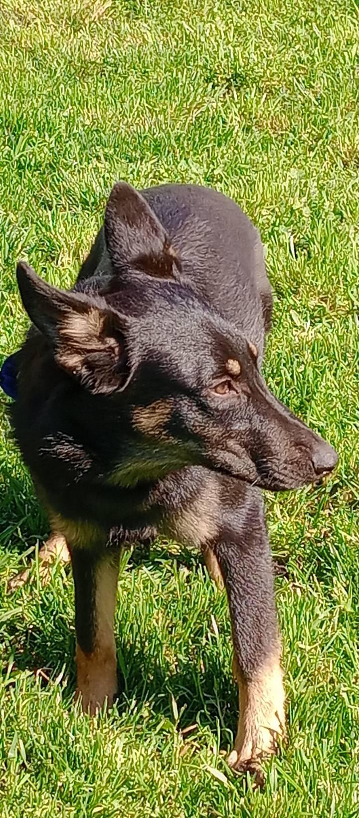 Enlarge Echo, a ADOPTABLE mixed breed in Rochester, WA image 2/5