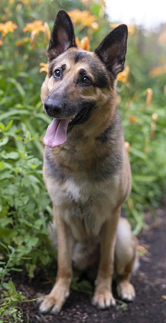 Dakota, a ADOPTABLE German Shepherd Dog in Chicago, IL image 4/6