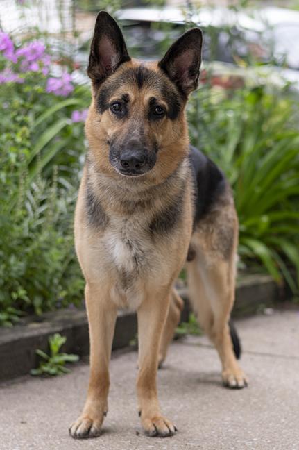 Dakota, a ADOPTABLE German Shepherd Dog in Chicago, IL image 5/6