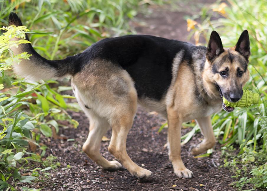 Dakota, a ADOPTABLE German Shepherd Dog in Chicago, IL image 3/6