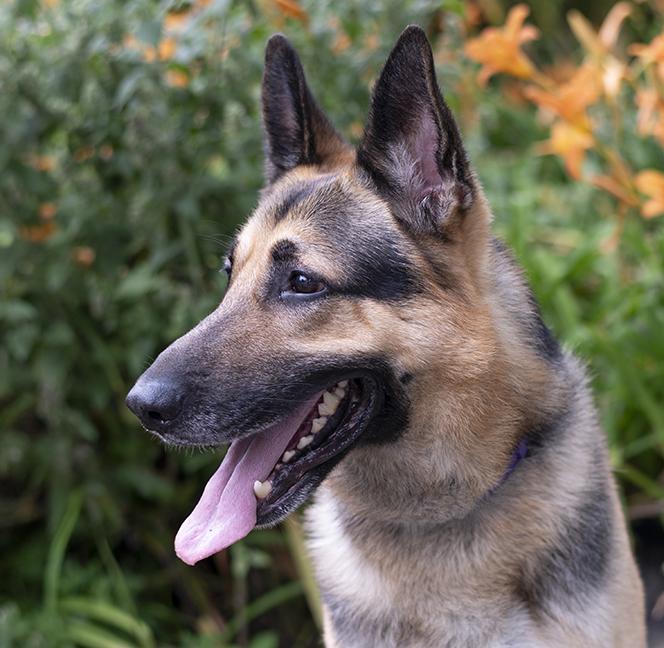 Dakota, ADOPTABLE, Adult Male German Shepherd Dog.