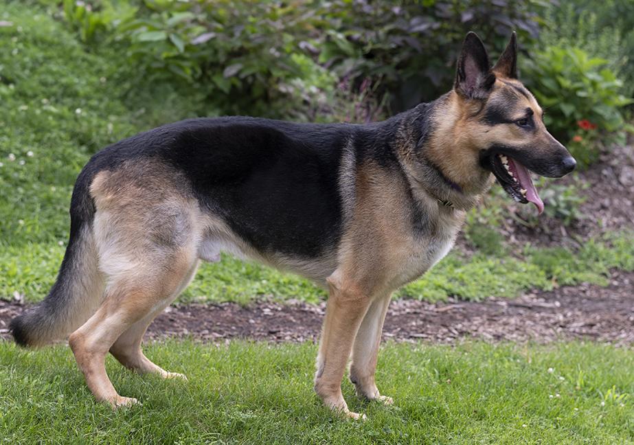Dakota, a ADOPTABLE German Shepherd Dog in Chicago, IL image 6/6