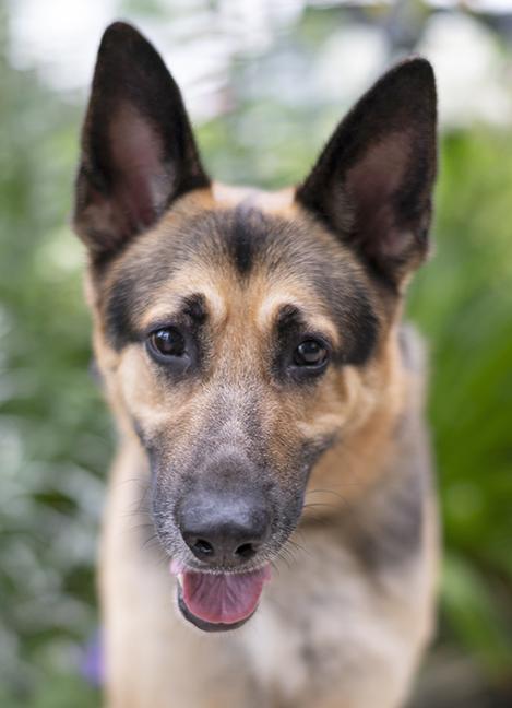 Dakota, a ADOPTABLE German Shepherd Dog in Chicago, IL image 2/6