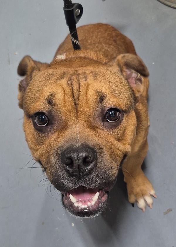 25-12-3712 Bubba, Adoptable, Adult Male American Bulldog.