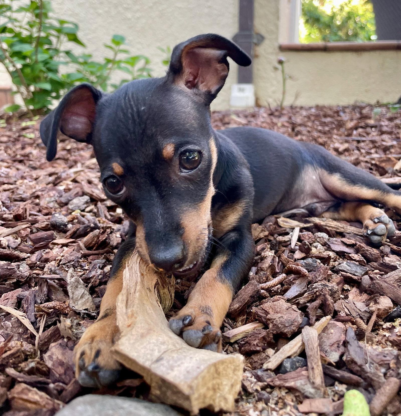 Stuff Min Pin Mr. Big Stuff - Adoptable Pet | Petfinder | Petfinder