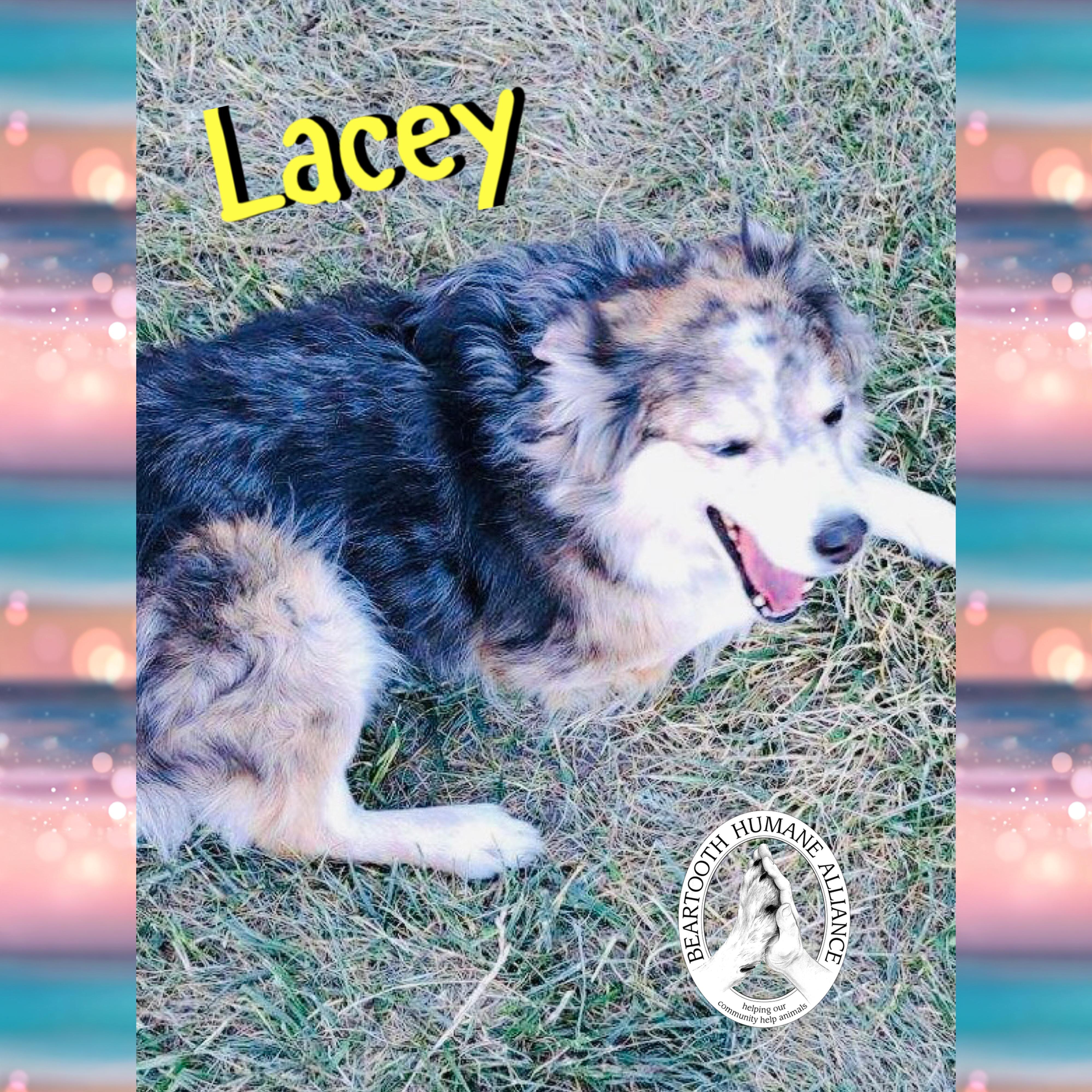Lacey, an adoptable Australian Shepherd in Red Lodge, MT, 59068 | Photo Image 2