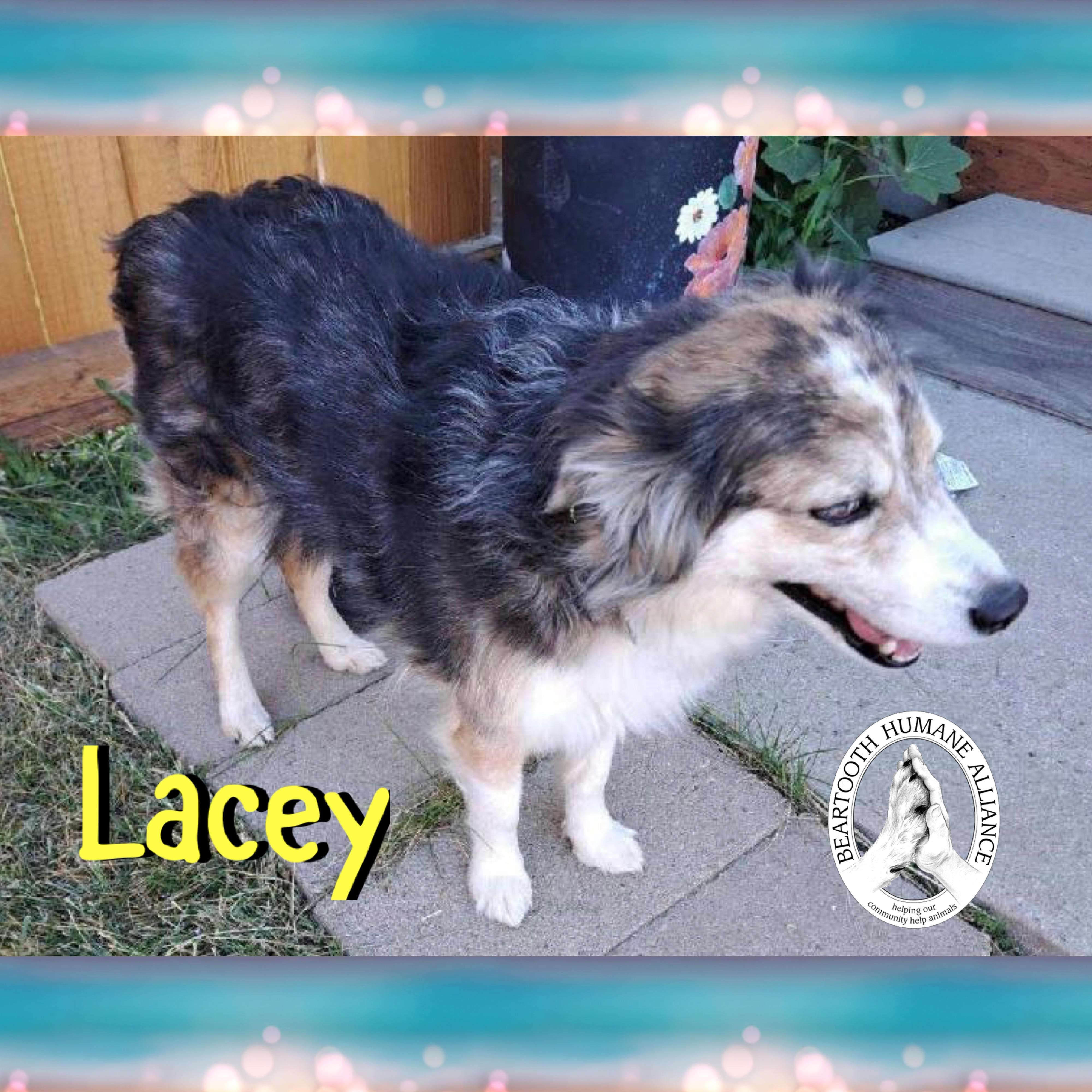 Lacey, an adoptable Australian Shepherd in Red Lodge, MT, 59068 | Photo Image 1