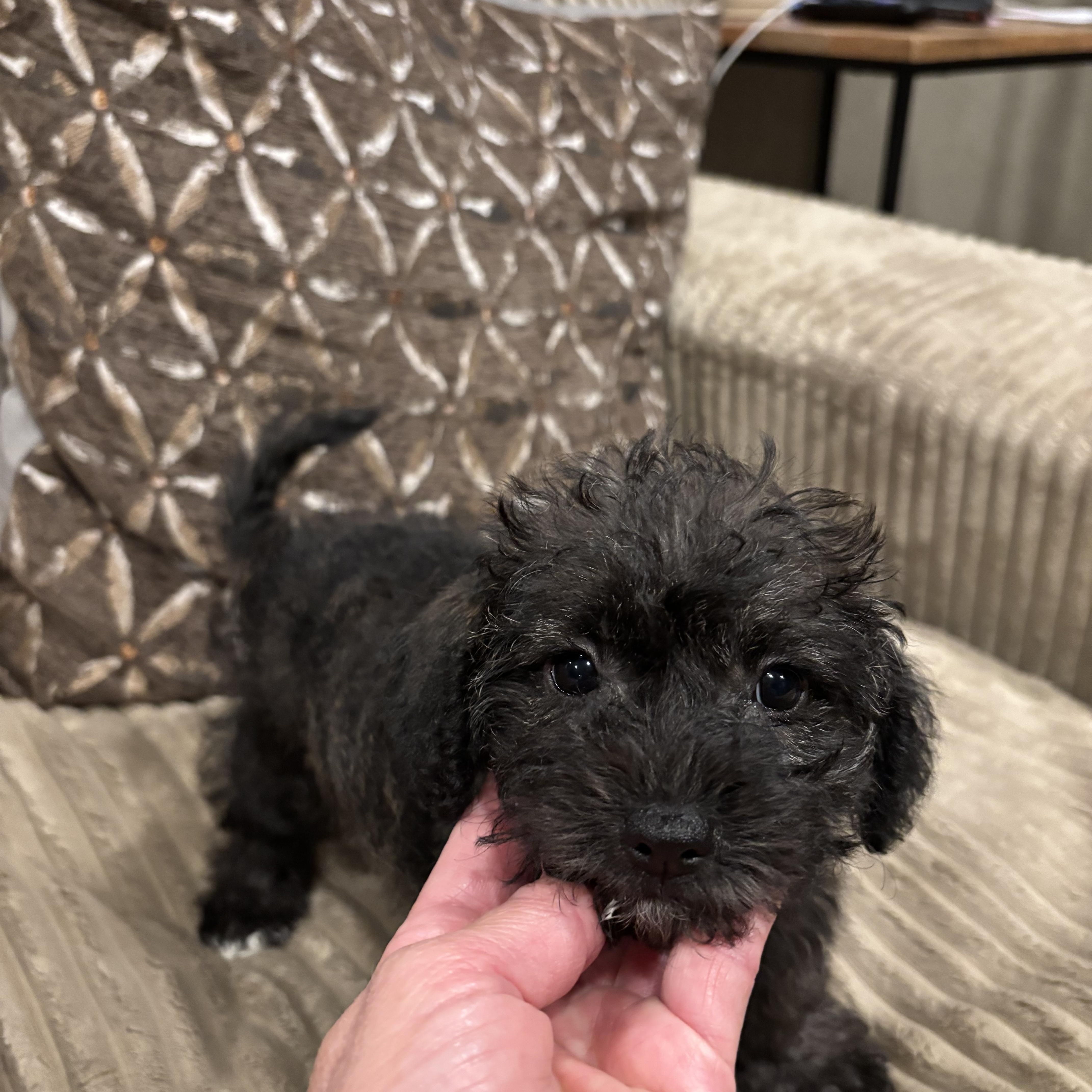 Enlarge Bella, a Adopted mixed breed in Rowlett, TX image 2/5