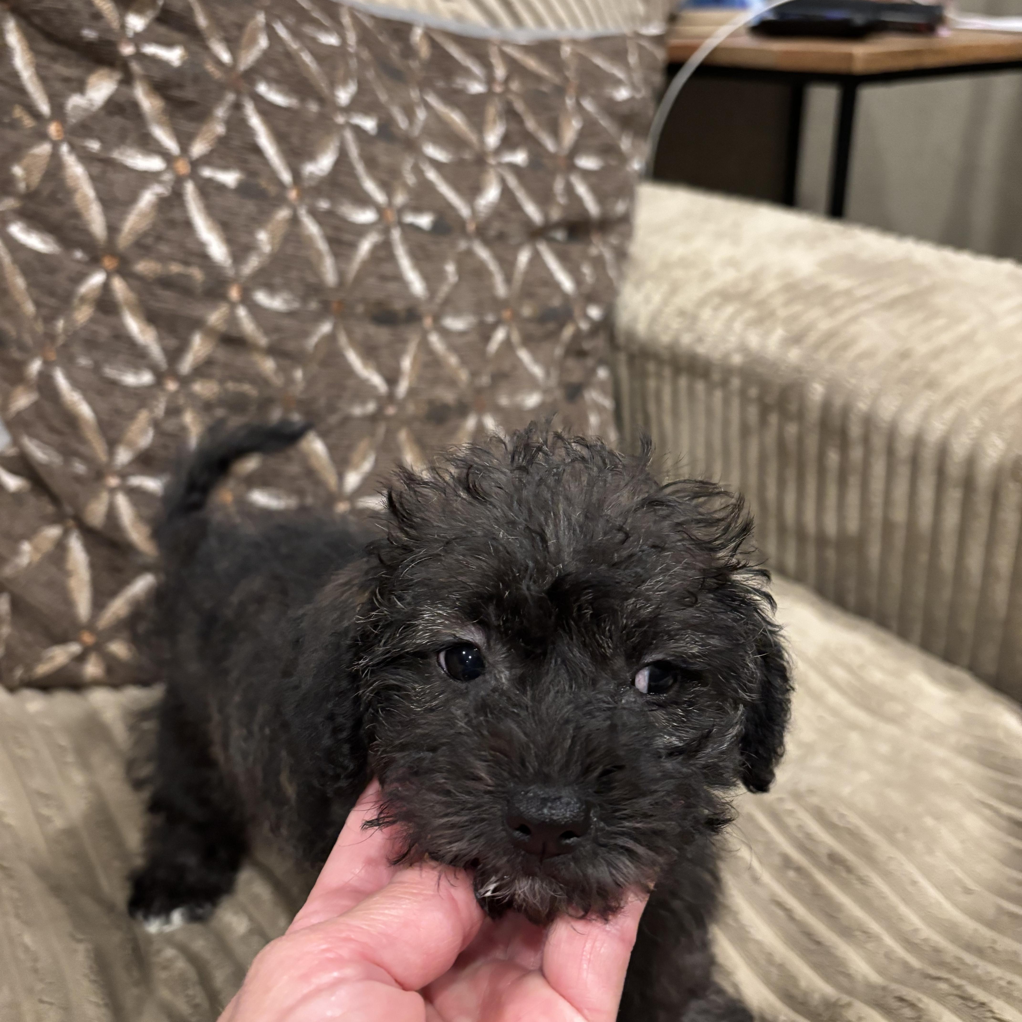 Bella, Adopted, Puppy Female Schnauzer & Yorkshire Terrier.