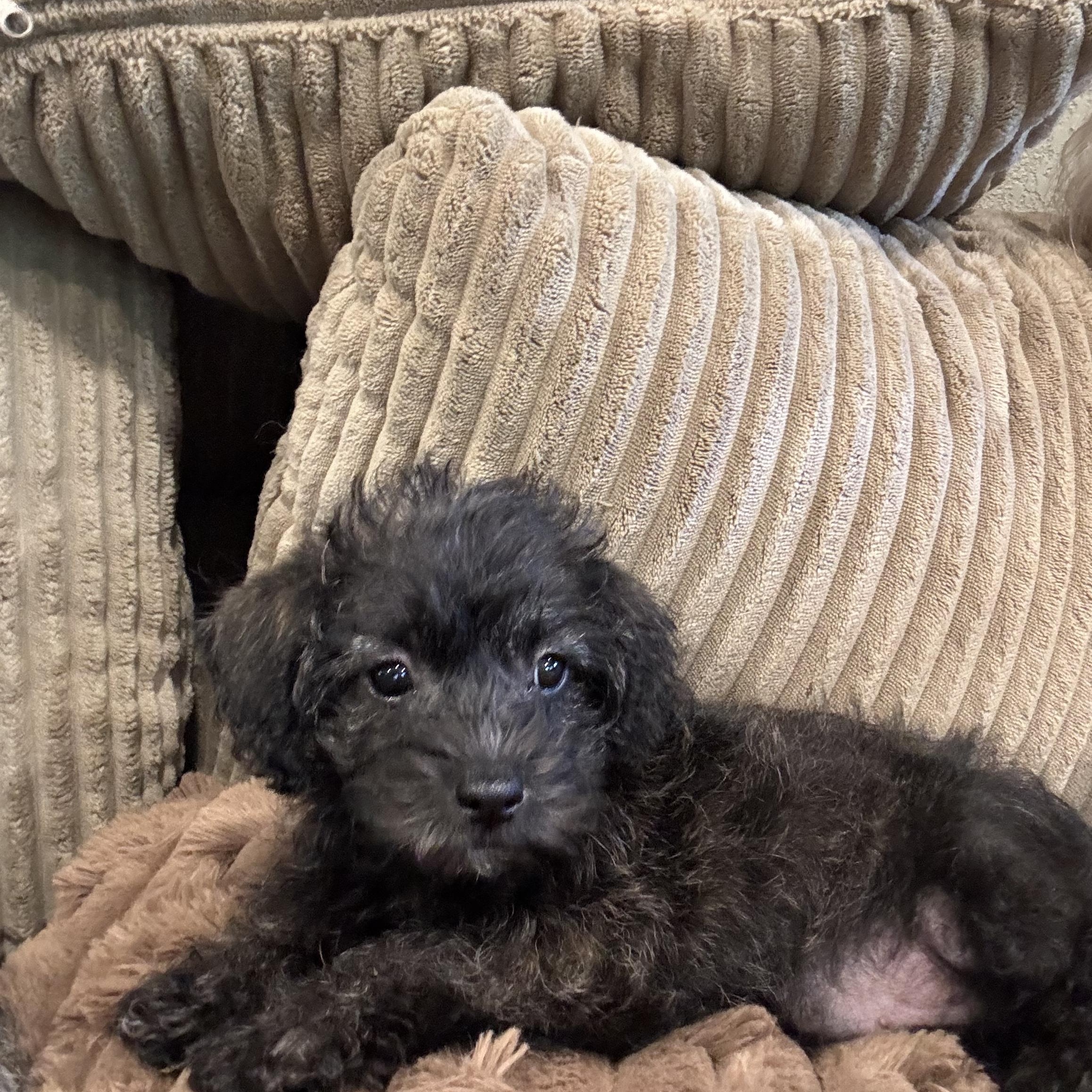 Enlarge Bella, a Adopted mixed breed in Rowlett, TX image 5/5