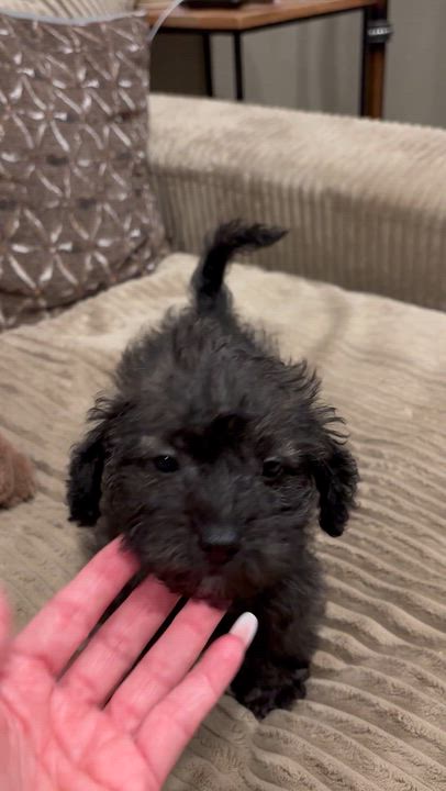 Enlarge Bella, a Adopted mixed breed in Rowlett, TX video 3/5