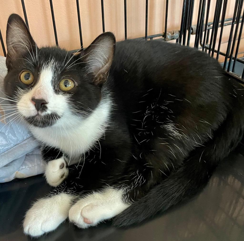 Finley, Adoptable, Young Female Domestic Medium Hair.