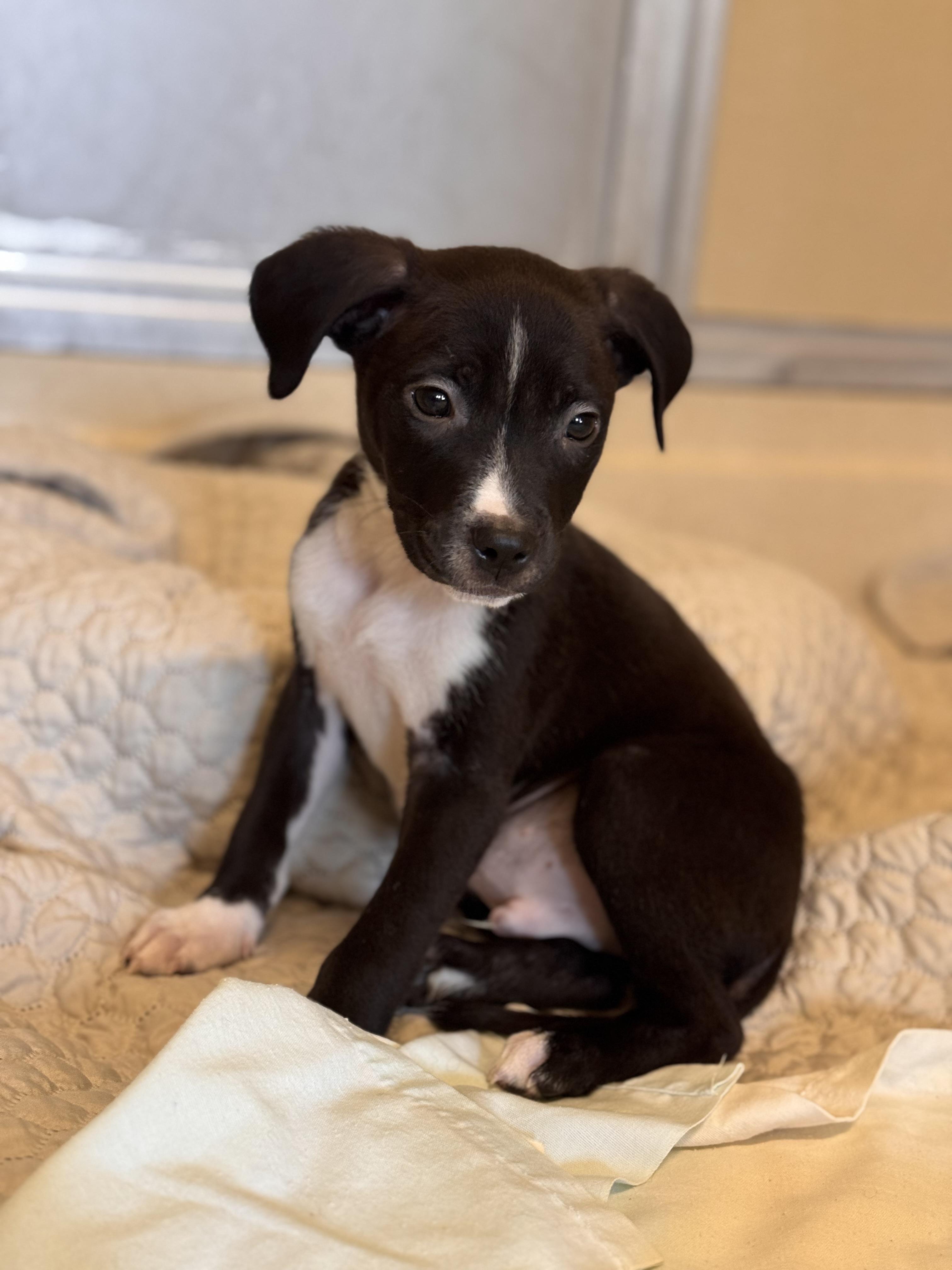 Enlarge Bon Bon, an adopted Border Collie in Pawleys Island, SC image 1/1