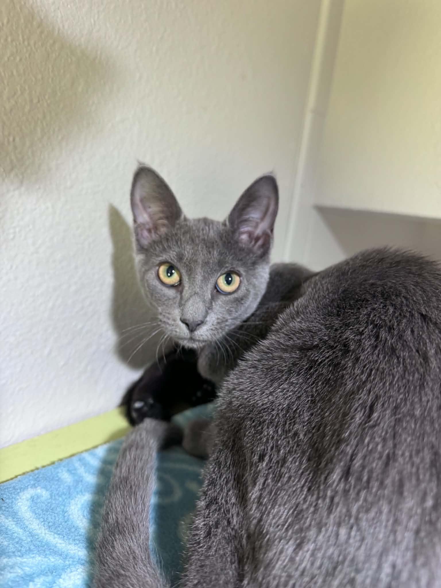 Enlarge Kimchi, a ADOPTABLE Domestic Short Hair in Myakka City, FL image 6/6