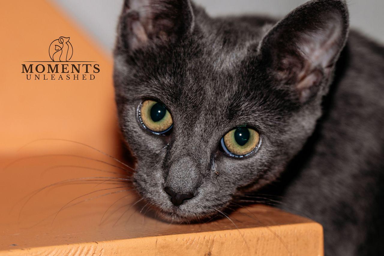 Enlarge Kimchi, a ADOPTABLE Domestic Short Hair in Myakka City, FL image 3/6