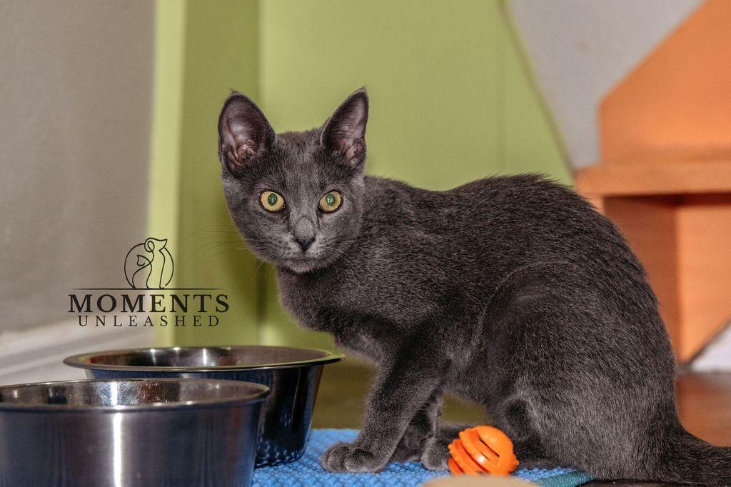 Enlarge Kimchi, a ADOPTABLE Domestic Short Hair in Myakka City, FL image 4/6