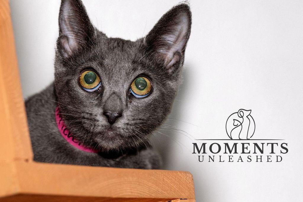 Enlarge Kimchi, a ADOPTABLE Domestic Short Hair in Myakka City, FL image 2/6
