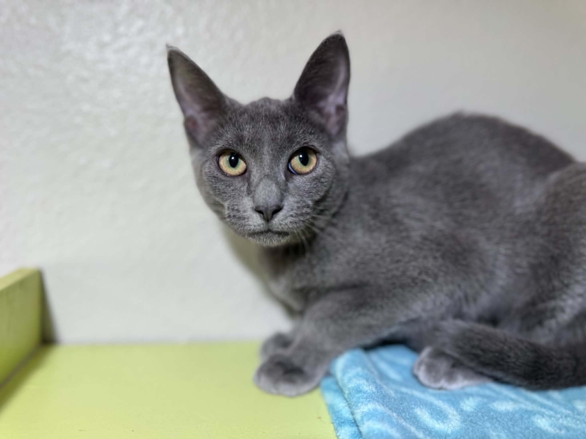 Enlarge Kimchi, a ADOPTABLE Domestic Short Hair in Myakka City, FL image 5/6