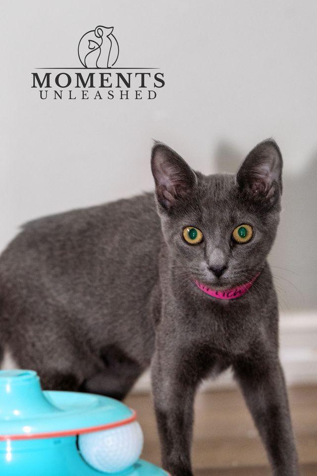 Enlarge Kimchi, a ADOPTABLE Domestic Short Hair in Myakka City, FL image 1/6