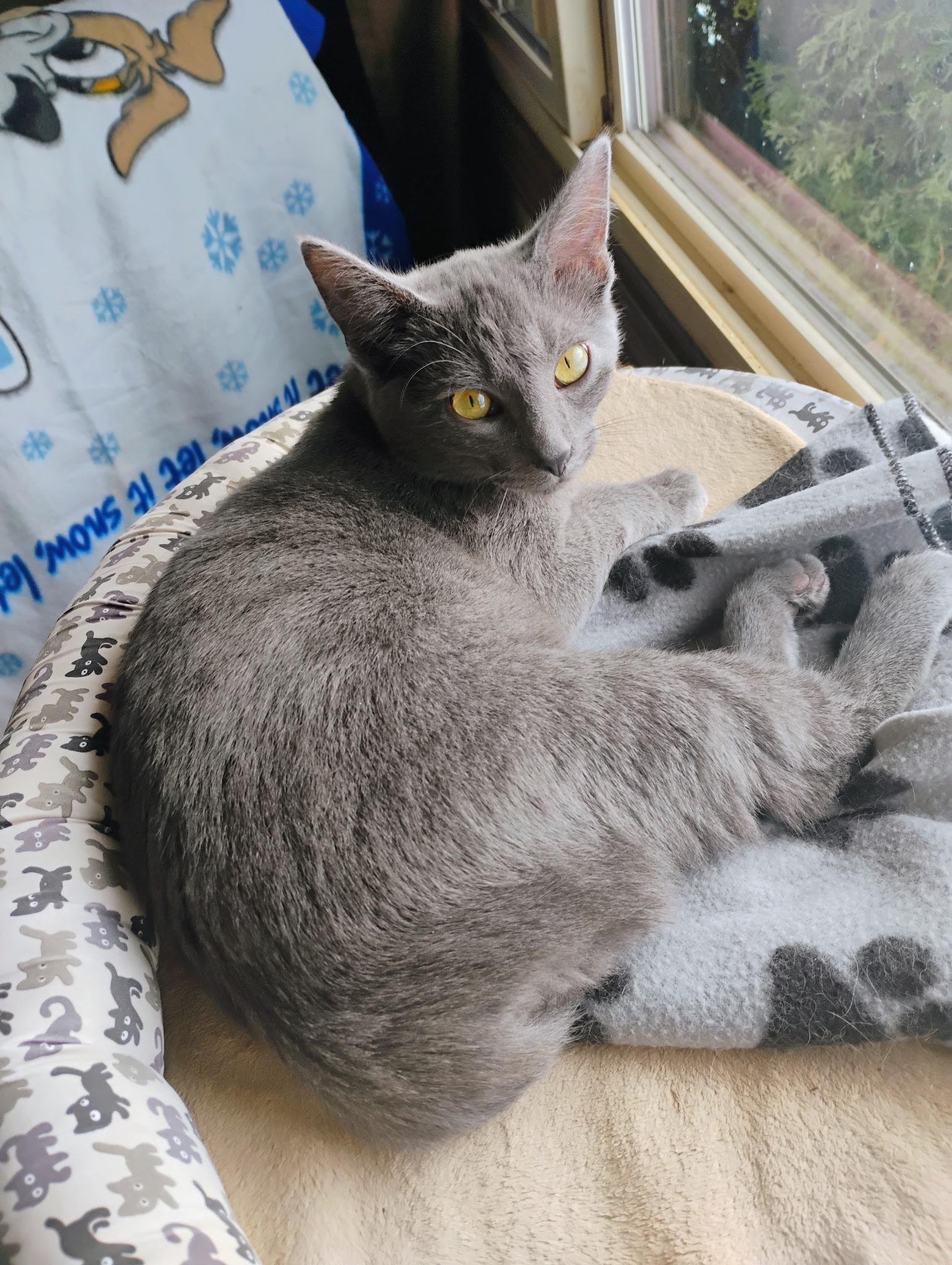 Enlarge Fred, a ADOPTABLE Domestic Short Hair in Muncie, IN image 1/1