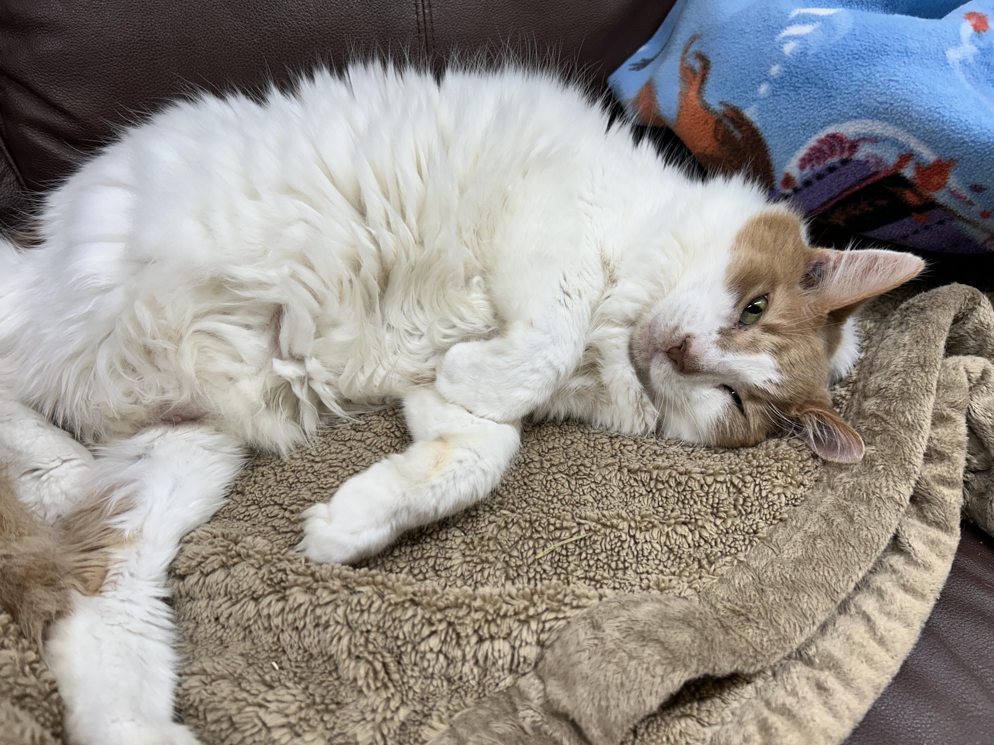 Wheaton, a Adoptable Domestic Medium Hair in Maple Ridge, BC image 2/6