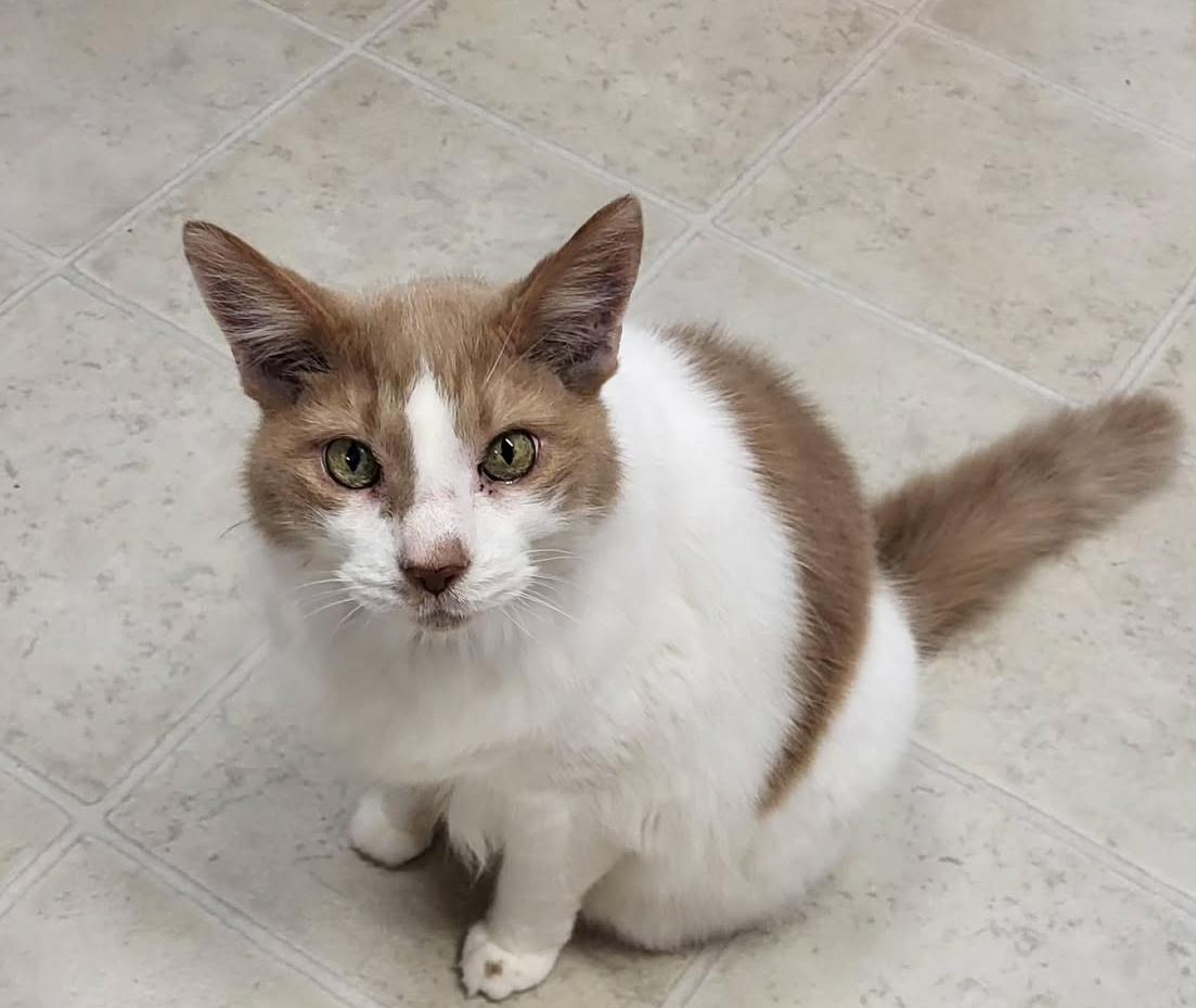 Wheaton, a Adoptable Domestic Medium Hair in Maple Ridge, BC image 3/6