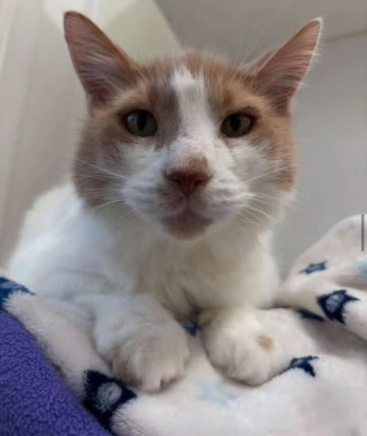 Wheaton, a Adoptable Domestic Medium Hair in Maple Ridge, BC image 5/6