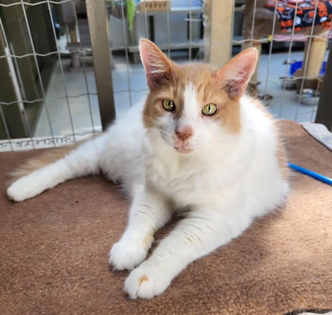 Wheaton, a Adoptable Domestic Medium Hair in Maple Ridge, BC image 1/6