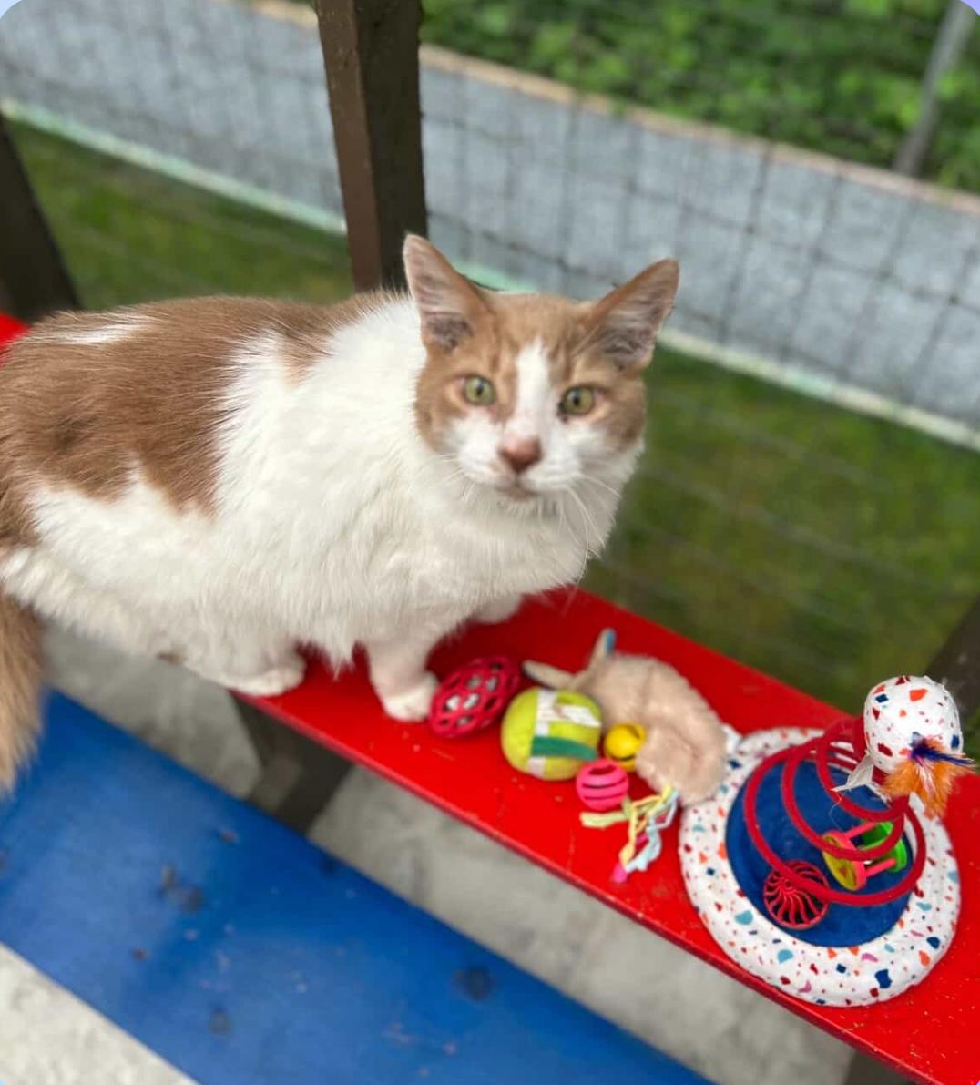 Wheaton, a Adoptable Domestic Medium Hair in Maple Ridge, BC image 6/6