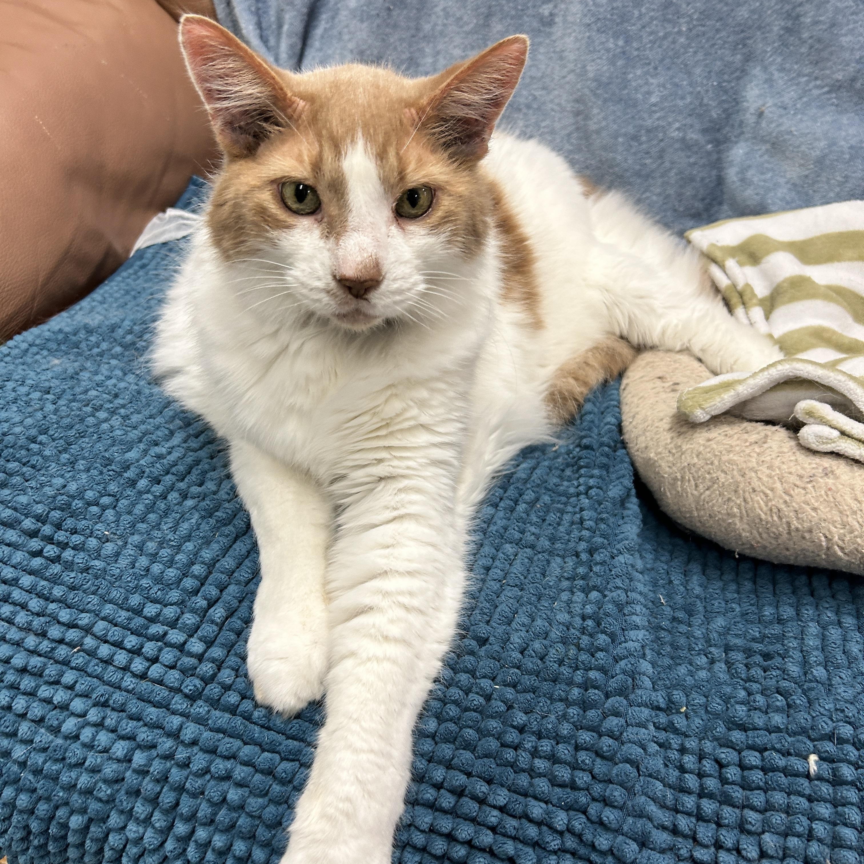 Wheaton, a Adoptable Domestic Medium Hair in Maple Ridge, BC image 4/6