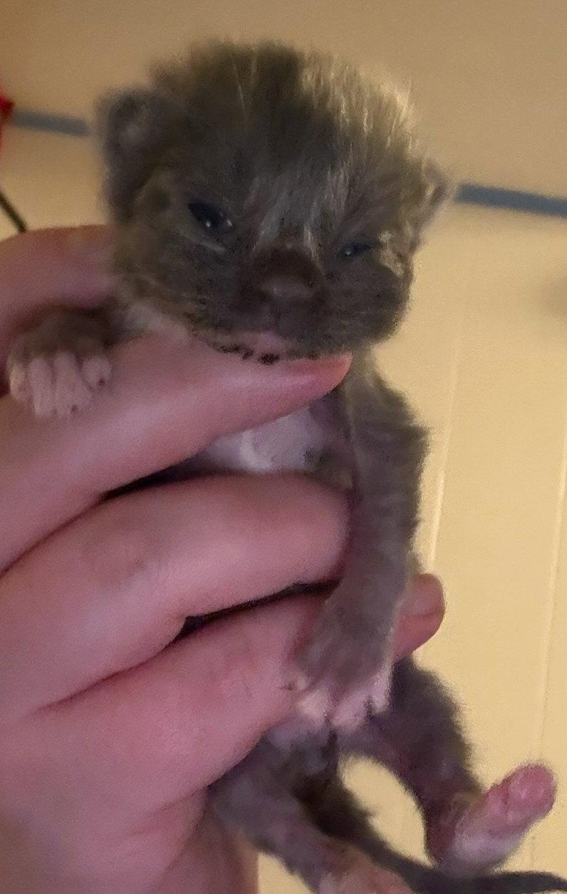 *Zucchini, Adopted, Kitten Male Domestic Short Hair.