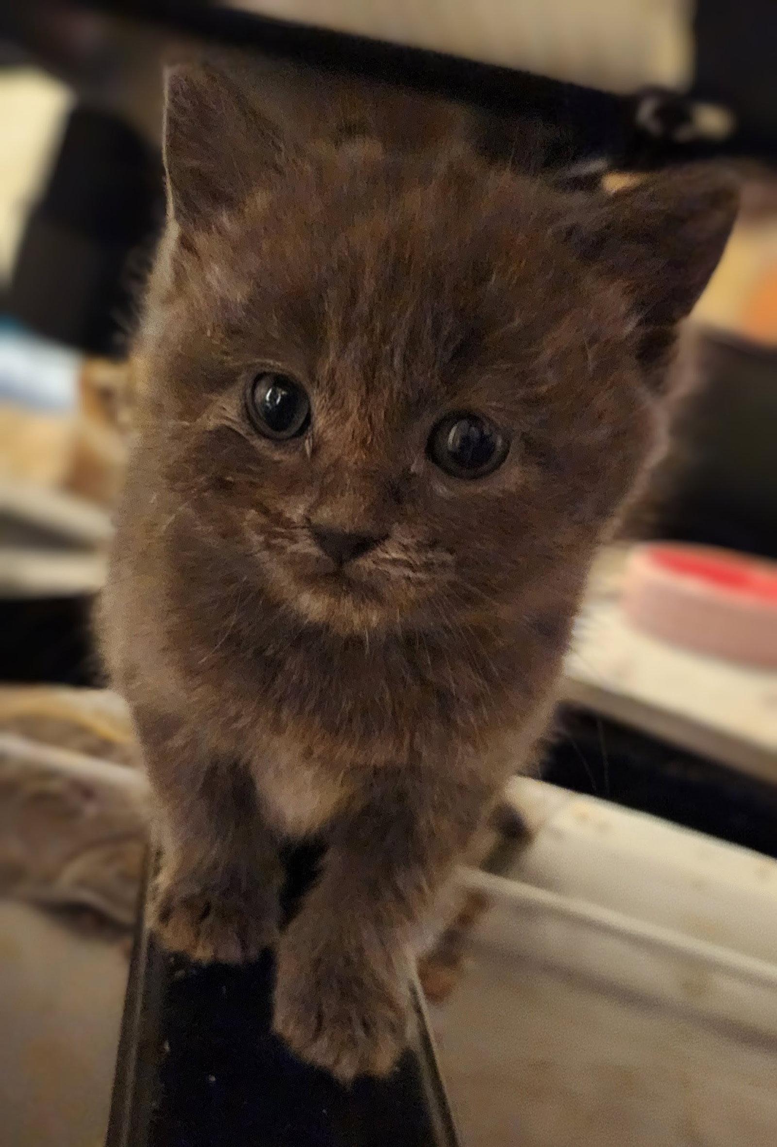 Enlarge *Zucchini, a Adopted Domestic Short Hair in Forest, VA image 2/3