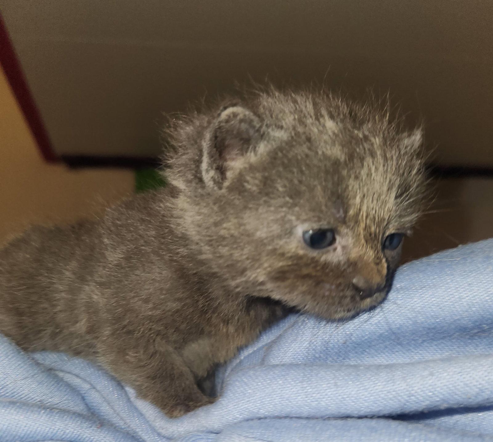 Enlarge *Zucchini, a Adopted Domestic Short Hair in Forest, VA image 3/3