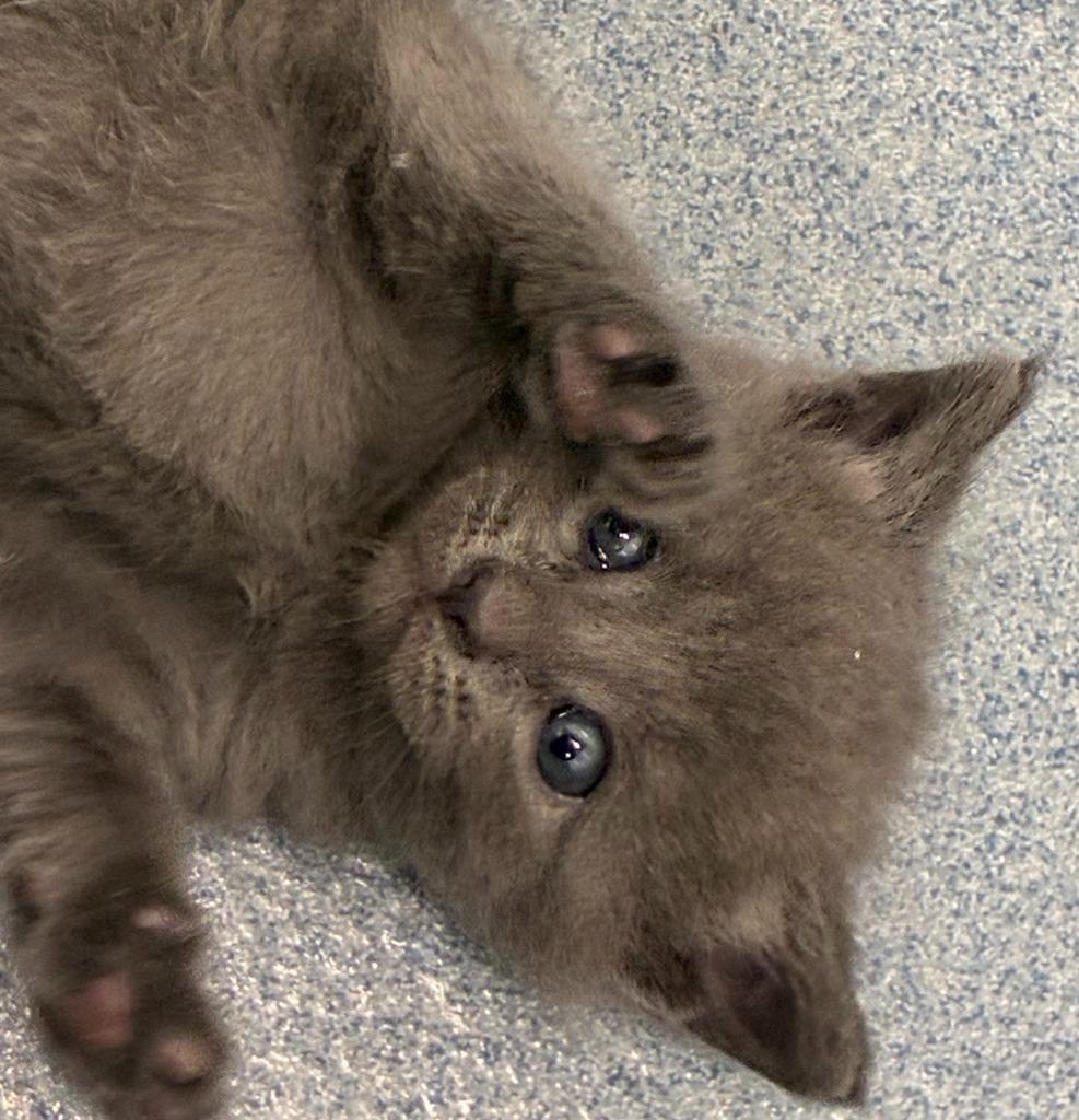 Esther, Adopted, Kitten Female Domestic Short Hair.