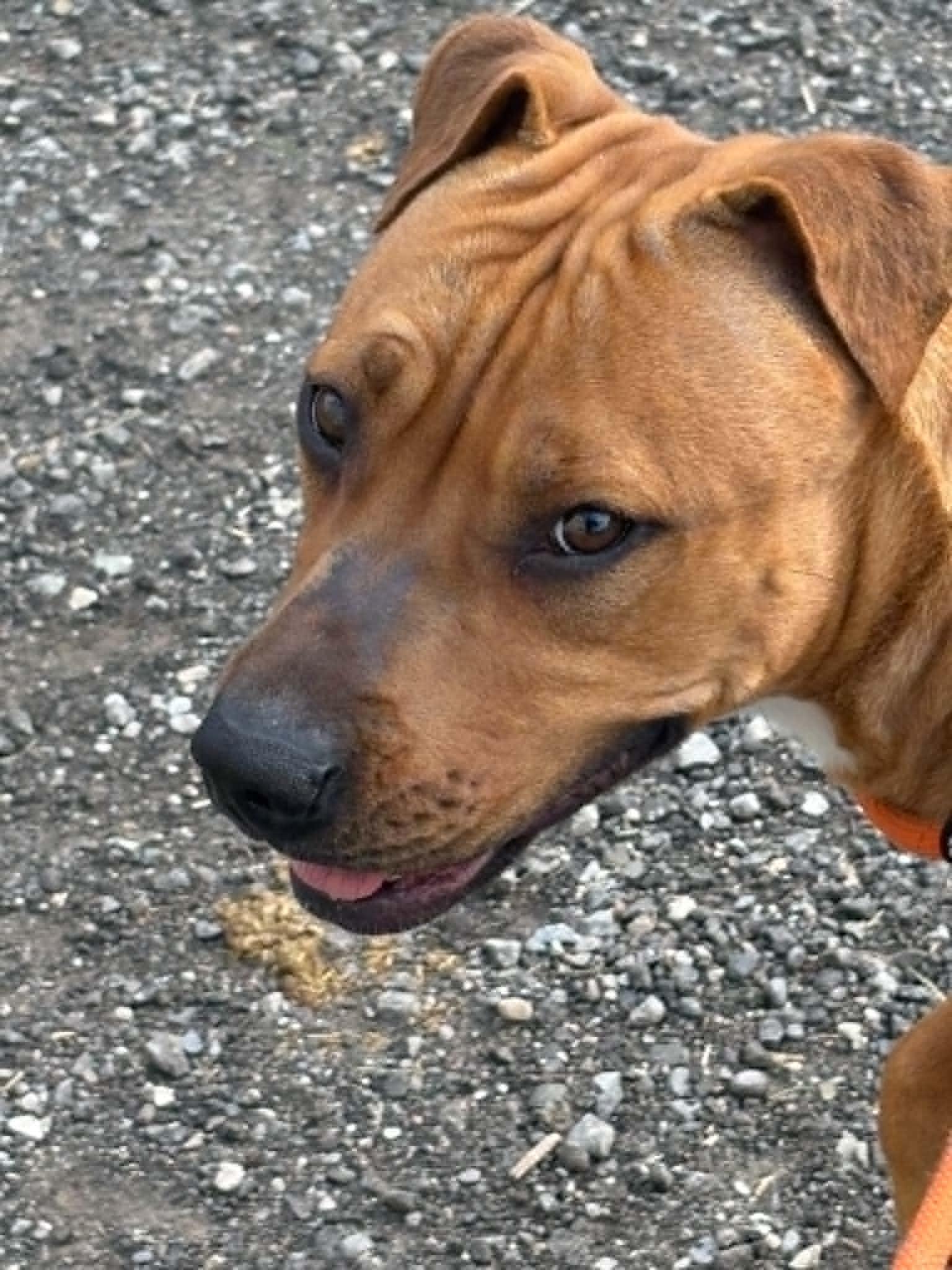 Enlarge Elsa, a ADOPTABLE American Bully in Lisle, ON image 2/5
