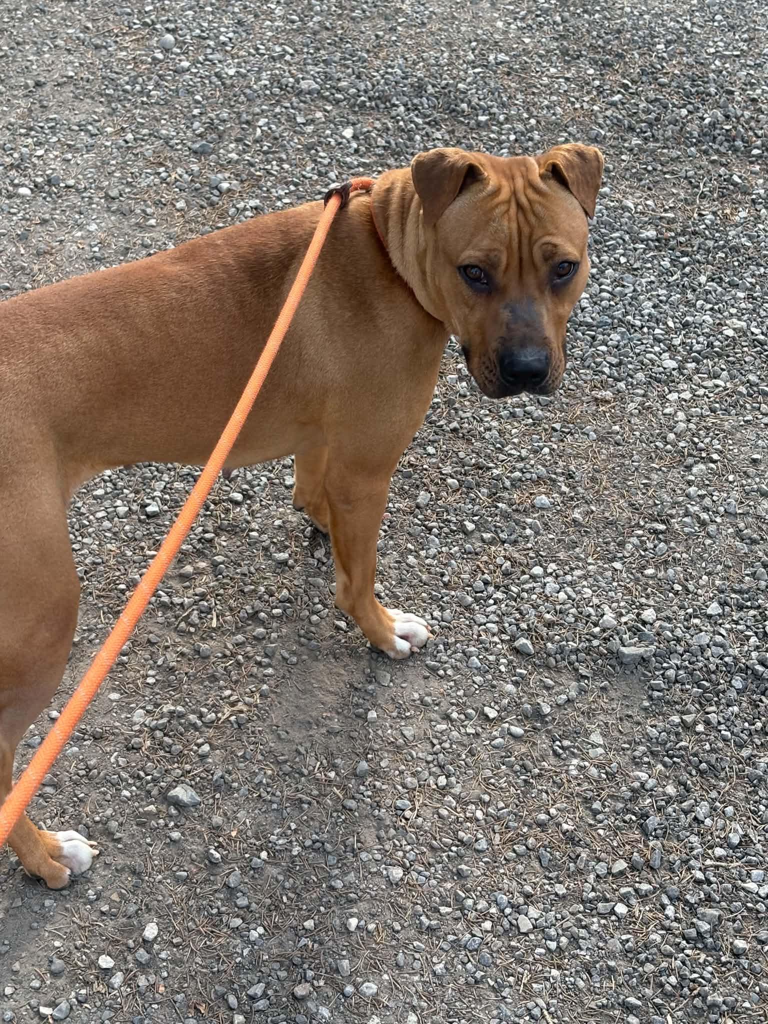 Elsa, ADOPTABLE, Young Female American Bully.