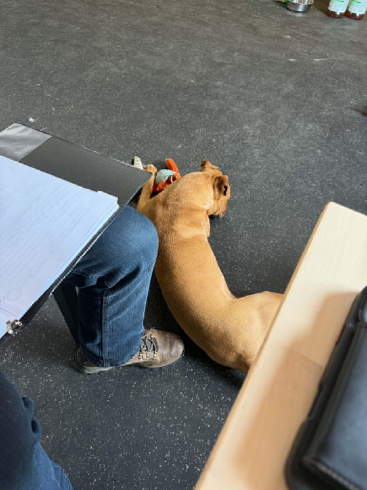 Enlarge Elsa, a ADOPTABLE American Bully in Lisle, ON image 4/5