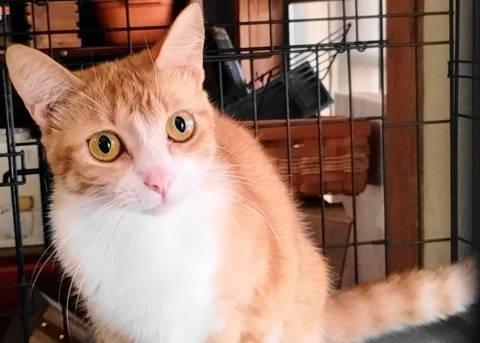 A-Joy, a ADOPTABLE mixed breed in Frankston, TX image 4/5