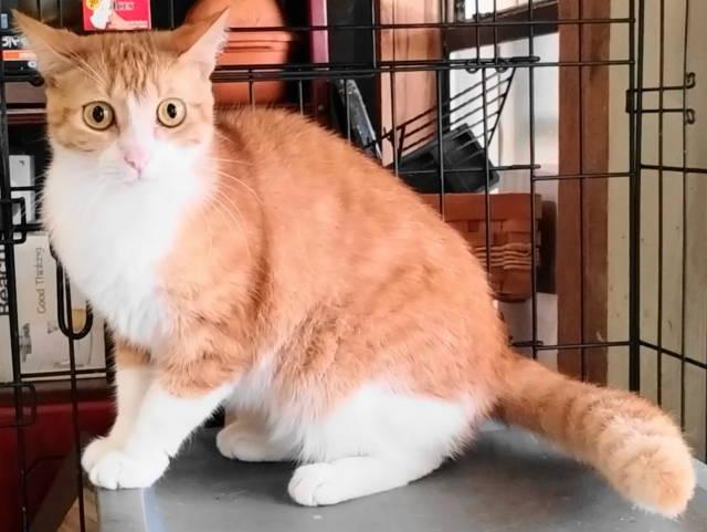 A-Joy, a ADOPTABLE mixed breed in Frankston, TX image 5/5