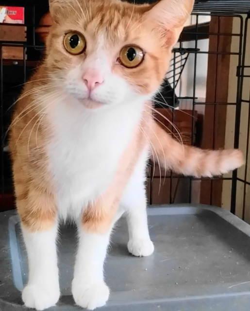 A-Joy, a ADOPTABLE mixed breed in Frankston, TX image 1/5