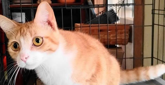 A-Joy, a ADOPTABLE mixed breed in Frankston, TX image 2/5