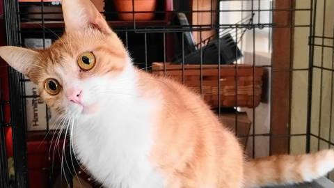 A-Joy, a ADOPTABLE mixed breed in Frankston, TX image 3/5