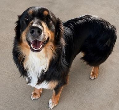 Dax, an adoptable mixed breed in Covington, LA image 6/6