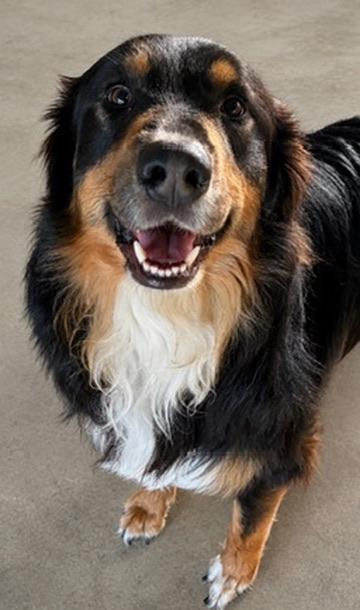 Dax, an adoptable mixed breed in Covington, LA image 5/6