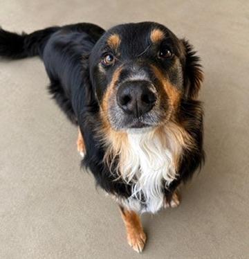 Dax, an adoptable mixed breed in Covington, LA image 4/6