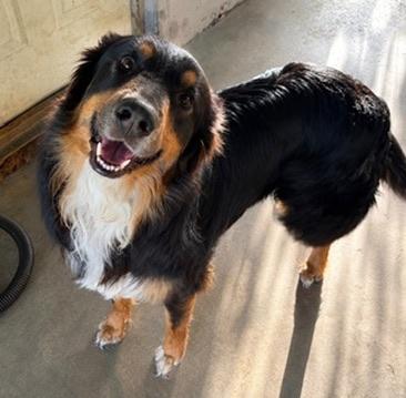 Dax, an adoptable mixed breed in Covington, LA image 1/6